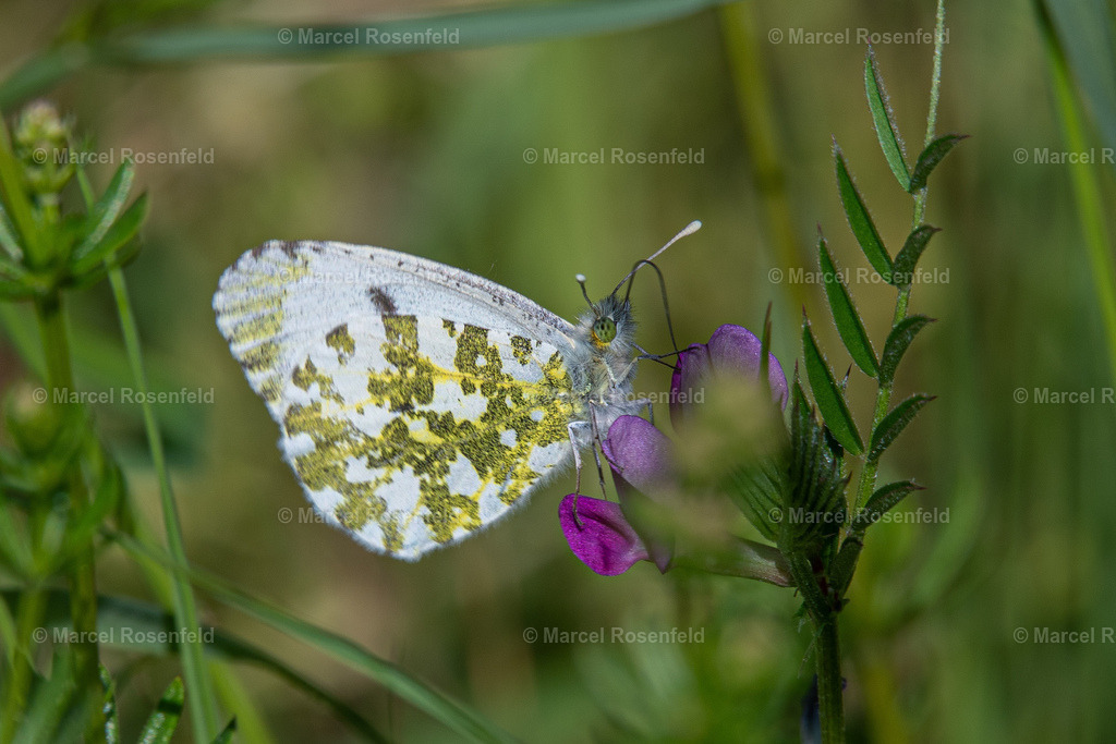 _DSC4860 (1) | foto-rosenfeld