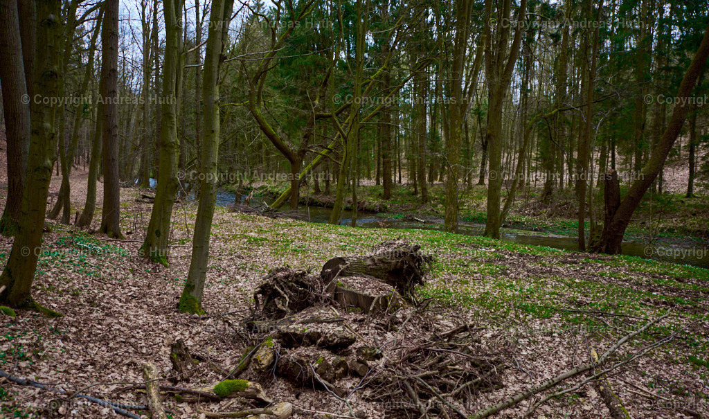 Im Wesenitzgrund westlich von Helmsdorf 03 | Bedeutsame Landschaften Deutschlands - Realisiert mit Pictrs.com