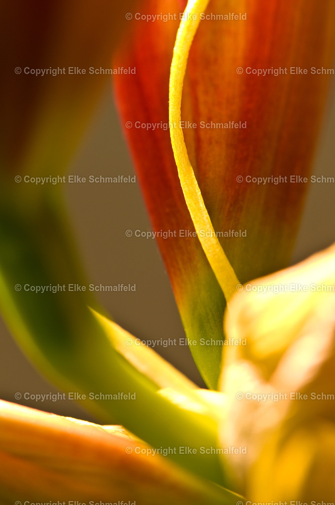 Bluetenreise-Rot-10 | Elke Schmalfeld - Realisiert mit Pictrs.com