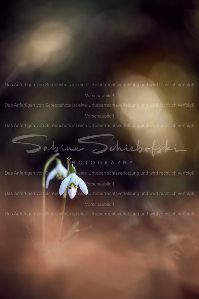 Zarte Boten im warmen Abendlicht | Zwei filigrane Schneeglöckchen erheben sich aus dem weichen Spiel aus Licht und Schatten. Umgeben von warmen, sanften Bokeh-Strukturen entsteht eine ruhige, fast verträumte Atmosphäre. Ein stiller Moment der Natur, der den Übergang vom Winter zum Frühling auf poetische Weise einfängt. - Realisiert mit Pictrs.com