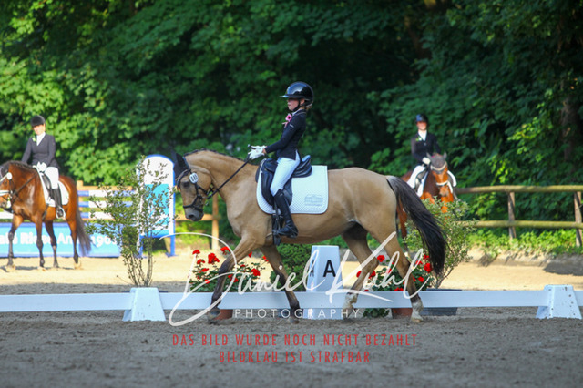 DKP43063 | Turniersportfotografie; Pferdefotografie; Dressurfotografie