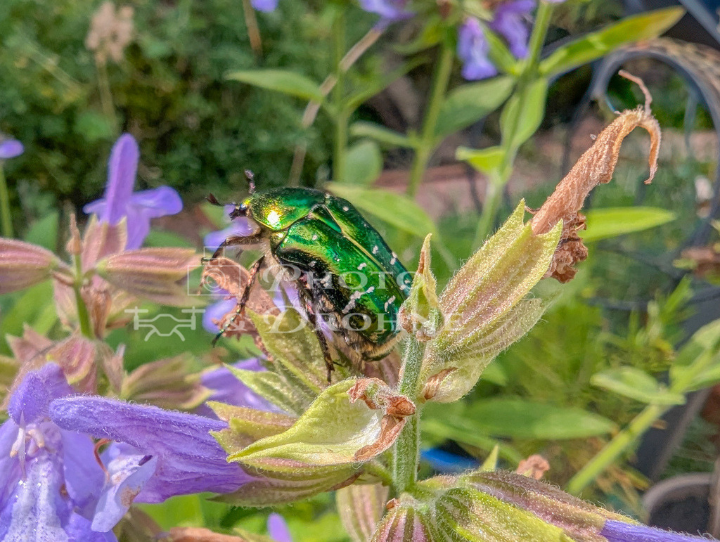 0001_glaenzender rosenkäfer_rosenkäfer1-PXL_20240615_090813928-Verbessert-SR_6144 x 8160_ | Der glänzende Rosenkäfer ist ein Insekt, dass sih gerne an Rosen oder anderen groß blühenden Pflanzen aufhält. - Realisiert mit Pictrs.com
