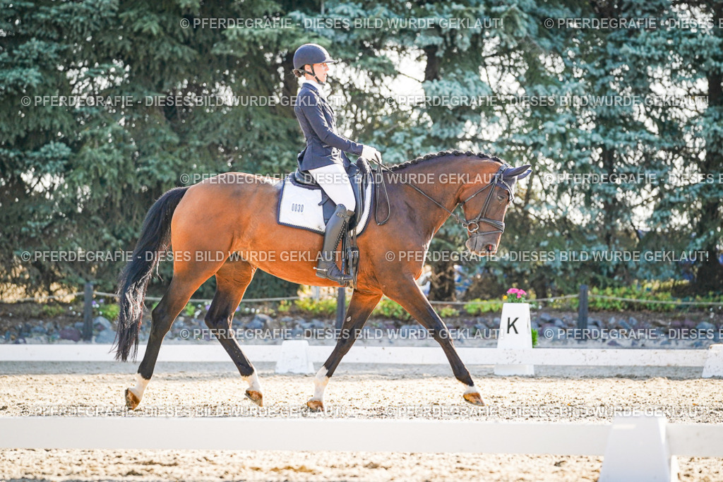 DSC08947 | Pferdegrafie