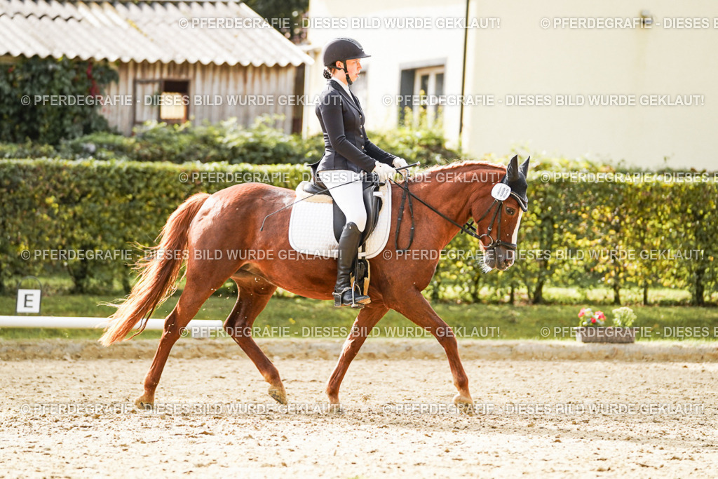 DSC00741 | Pferdegrafie