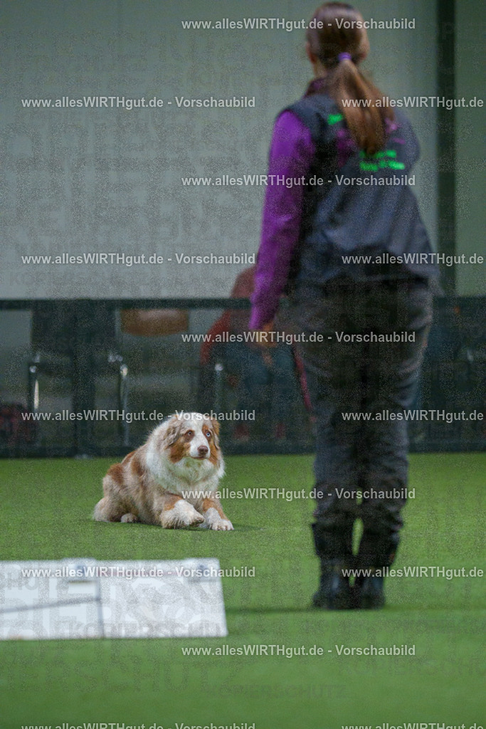 7R503885 | Professionelle Tierfotografie in Mönchengladbach von Daniel Wirth (allesWIRTHgut). Liebevolle & natürliche Bilder von Hunden & Katzen für unvergessliche Erinnerungen.