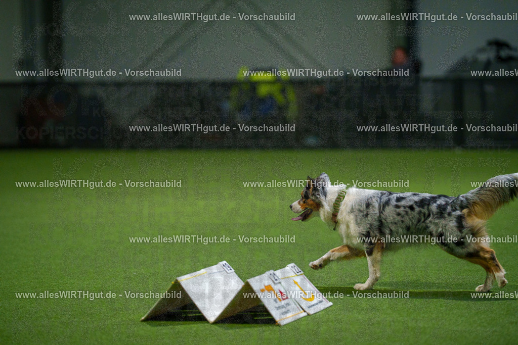 7R509571 | Professionelle Tierfotografie in Mönchengladbach von Daniel Wirth (allesWIRTHgut). Liebevolle & natürliche Bilder von Hunden & Katzen für unvergessliche Erinnerungen.