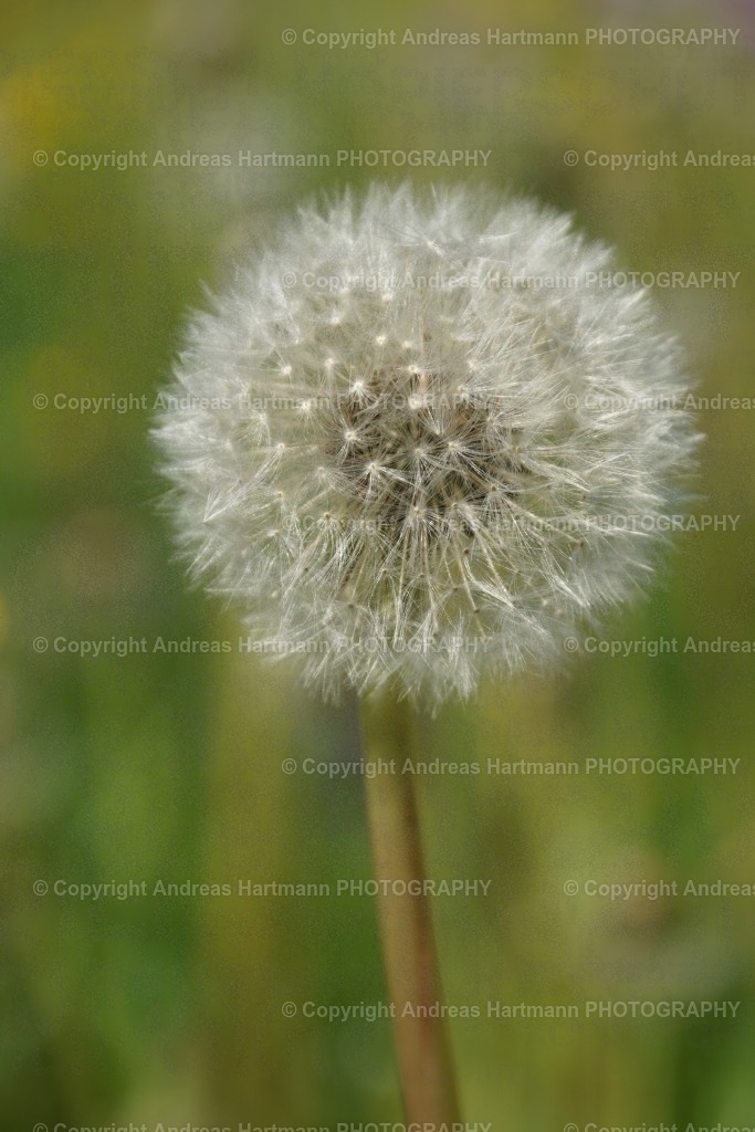 Pußteblume mit Bokeh | Pußteblume mit Bokeh - Realisiert mit Pictrs.com