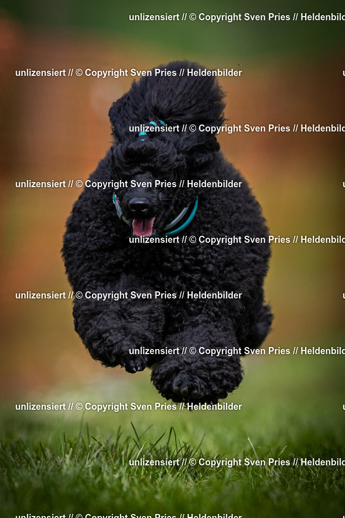 Sven Pries | 2025-04-13 - Hunderennen Baden-Baden - Realisiert mit Pictrs.com