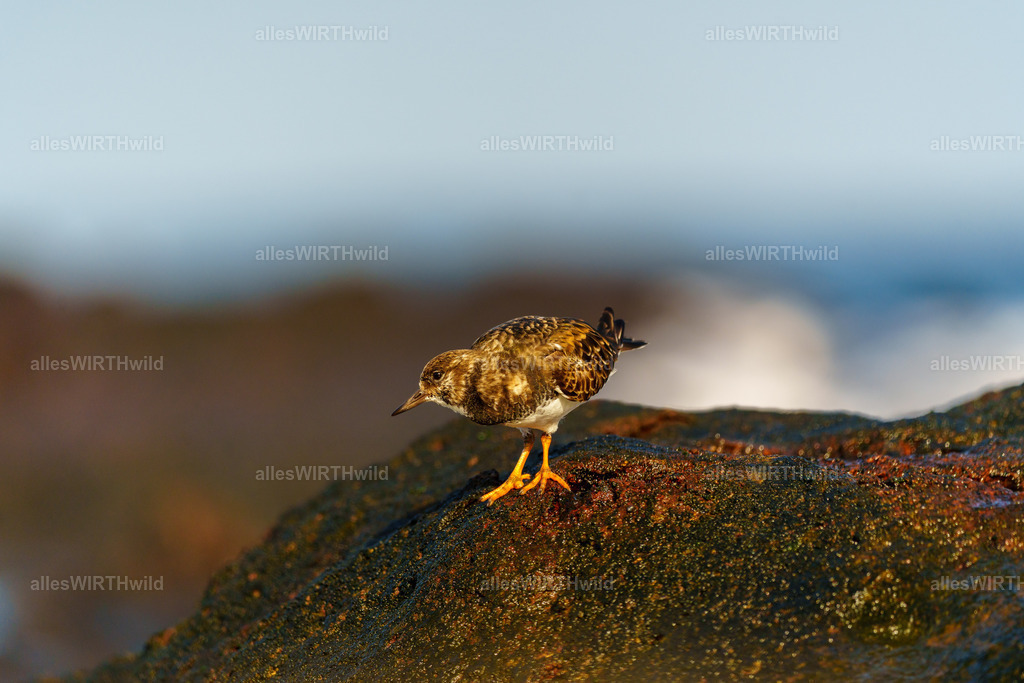 allesWIRTHgut Tierfotografie - allesWIRTHgut.de - 7IV00806 | Entdecke die faszinierende Welt der Natur- und Wildlife-Fotografie von Daniel und Bärbel. Inspirierende Bilder von wilden Tieren und kleinen Naturwundern.