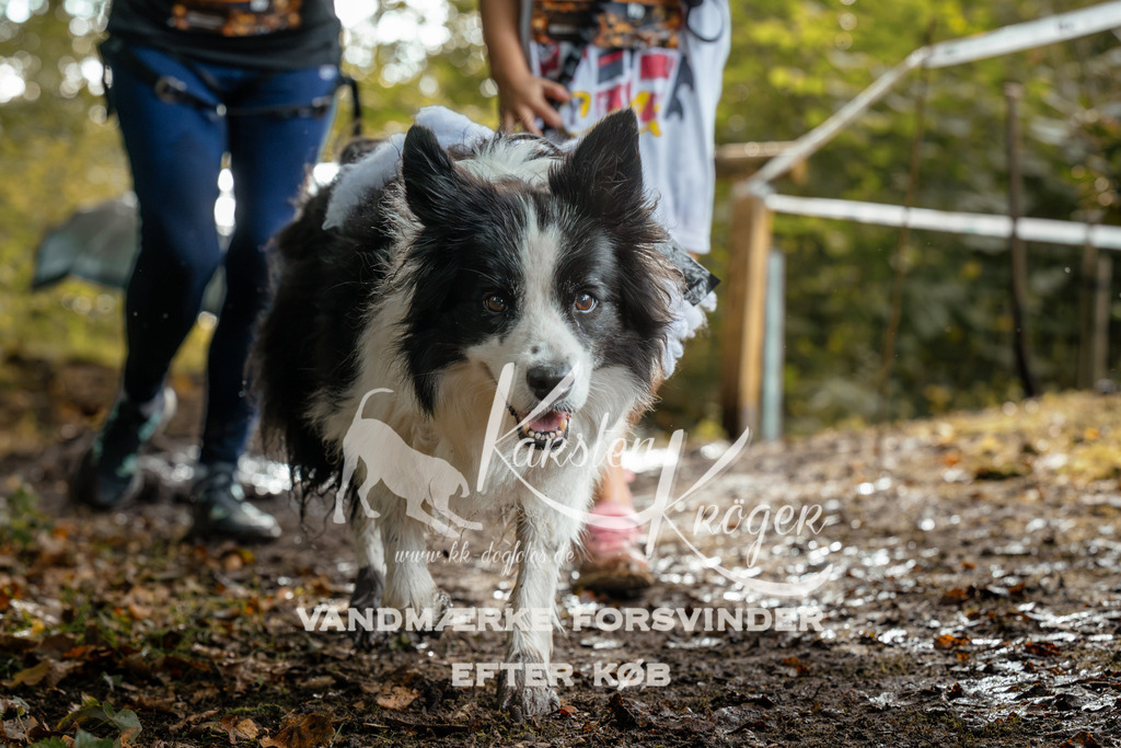 1459DZ6_4296Z6 | kk-dogfotos