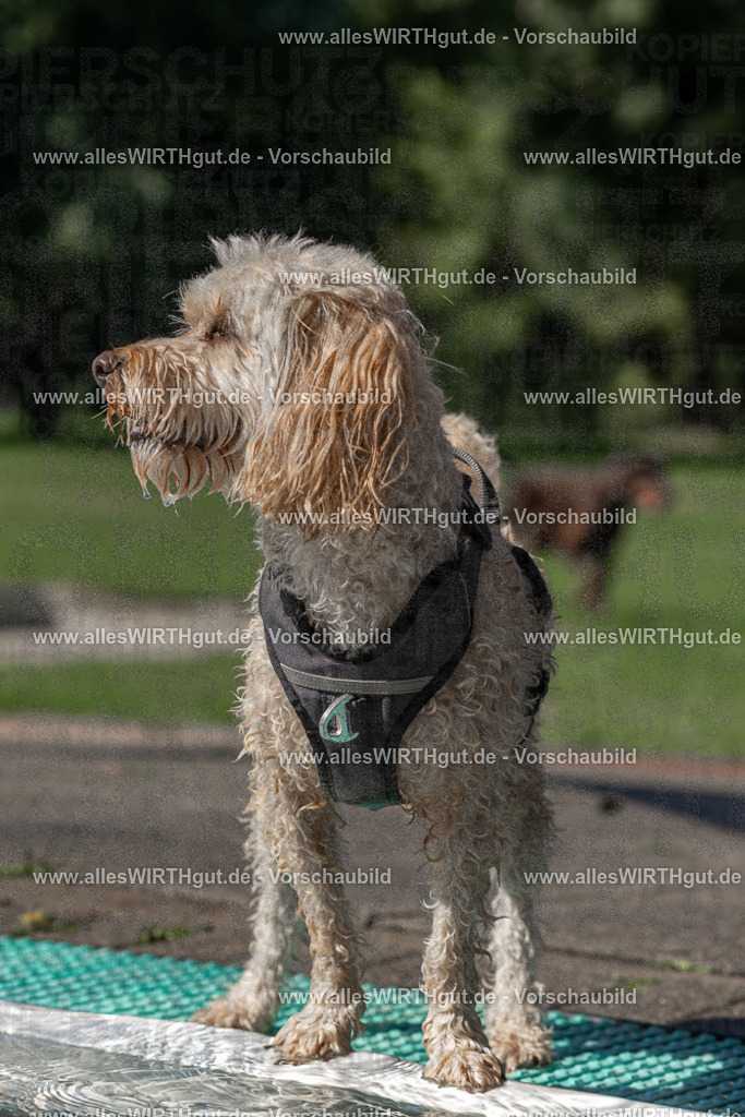 Hundeschwimmen_Volksbad_2026-allesWIRTHgut_Tierfotografie-2609061155-FAY06329 | Professionelle Tierfotografie in Mönchengladbach von Daniel Wirth (allesWIRTHgut). Liebevolle & natürliche Bilder von Hunden & Katzen für unvergessliche Erinnerungen.