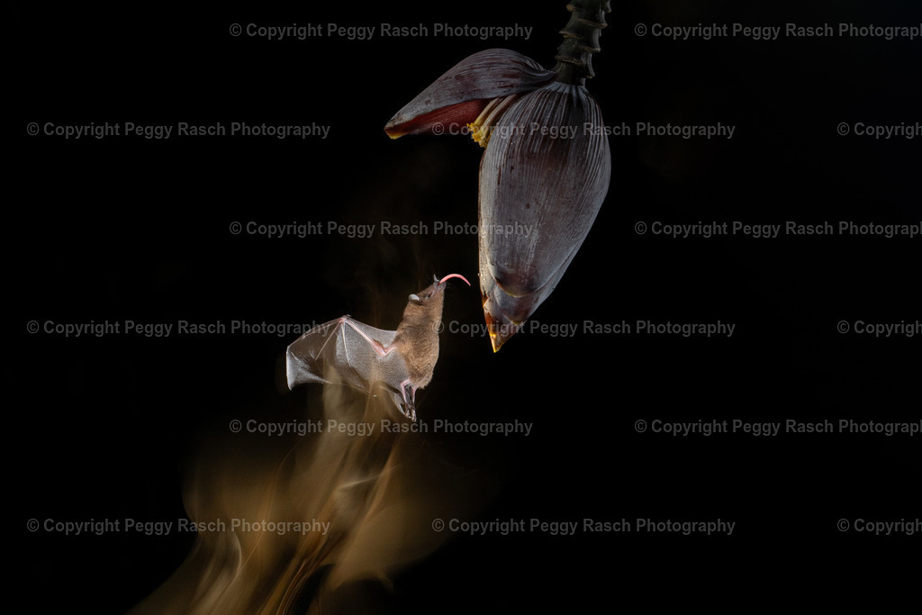 Fledermäuse (10) | PeggyRaschPhotography - Realisiert mit Pictrs.com