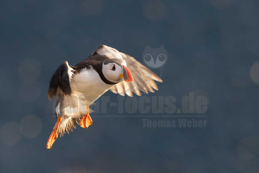 R5NF8889-20230721 | Das Bild zeigt einen Papageitaucher (Fratercula arctica) im Flug. Der Vogel hat ein markantes Aussehen mit einem bunten Schnabel, einem weißen Gesicht und einem schwarzen Rücken. Seine Flügel sind ausgebreitet, und seine orangefarbenen Füße sind sichtbar. Der Hintergrund ist unscharf und zeigt eine dunkle, vermutlich maritime Umgebung. - Realisiert mit Pictrs.com