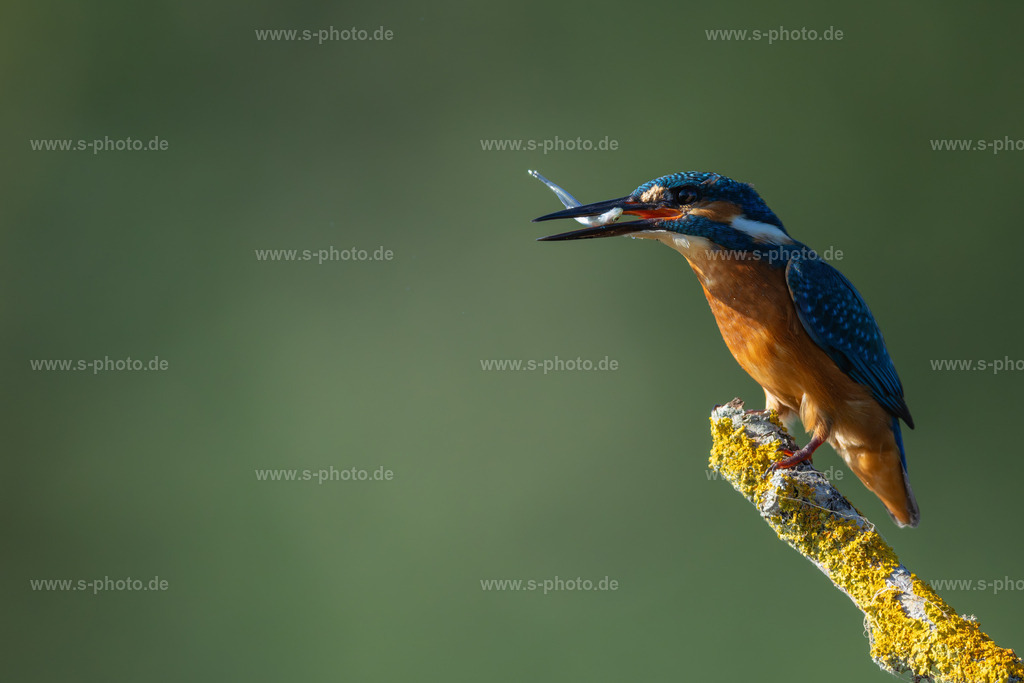 Eisvogel | ...nach erfolgreicher Jagd - Realisiert mit Pictrs.com