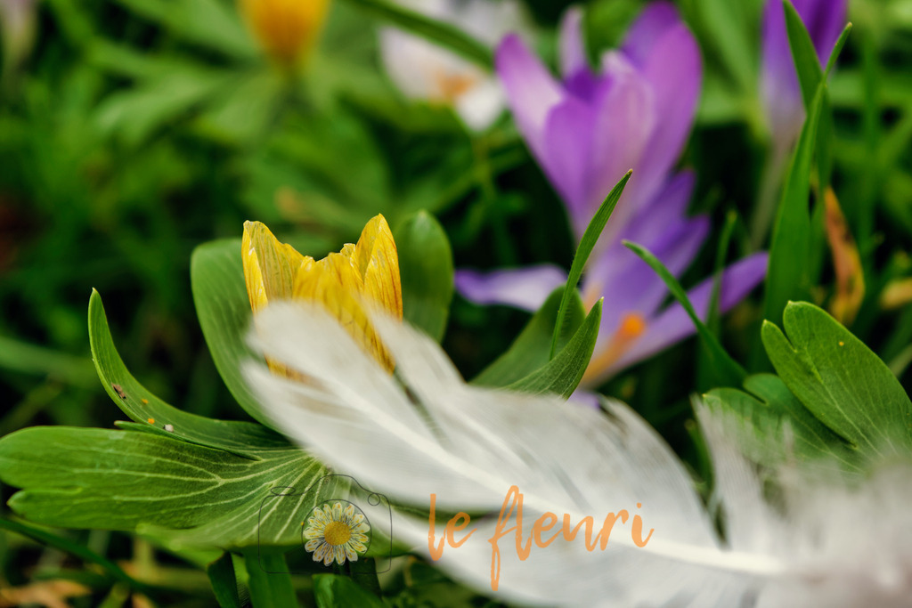 DSC_0237-NEF_DxO_PRIME (1) | Dies ist der Shop von Florian Blum - le fleuri. Langenthal, Bern, SchweizSie können hier meine oder ihre eigenen Fotos als Fotoprodukte kaufen. Tassen, Schlüsselanhänger, Taschen etc. können Sie hier gestalten.  - Realisiert mit Pictrs.com