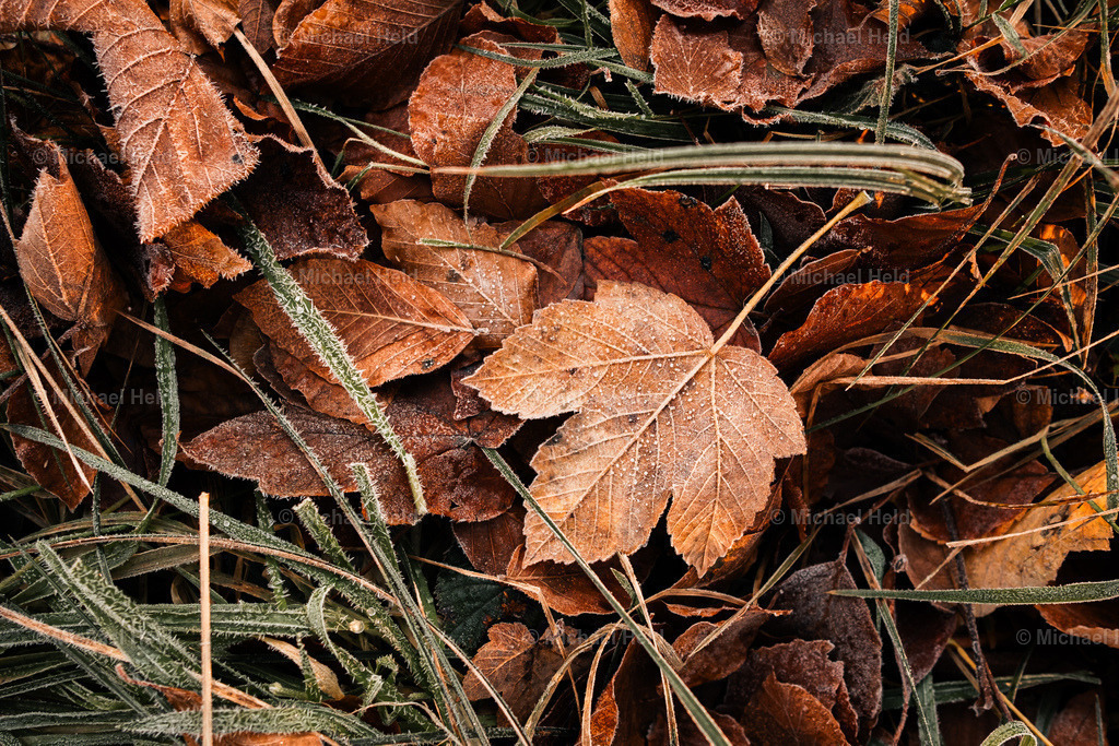 Herbstlaub im Bodenfrost | Profi-Fotos über Schleswig-Holstein und dem ganzen Norden für Büro, Hotel, Ferienhaus, Ferienwohnung, Wohnzimmer, Arztpraxis uvm. jetzt bestellen. - Realisiert mit Pictrs.com