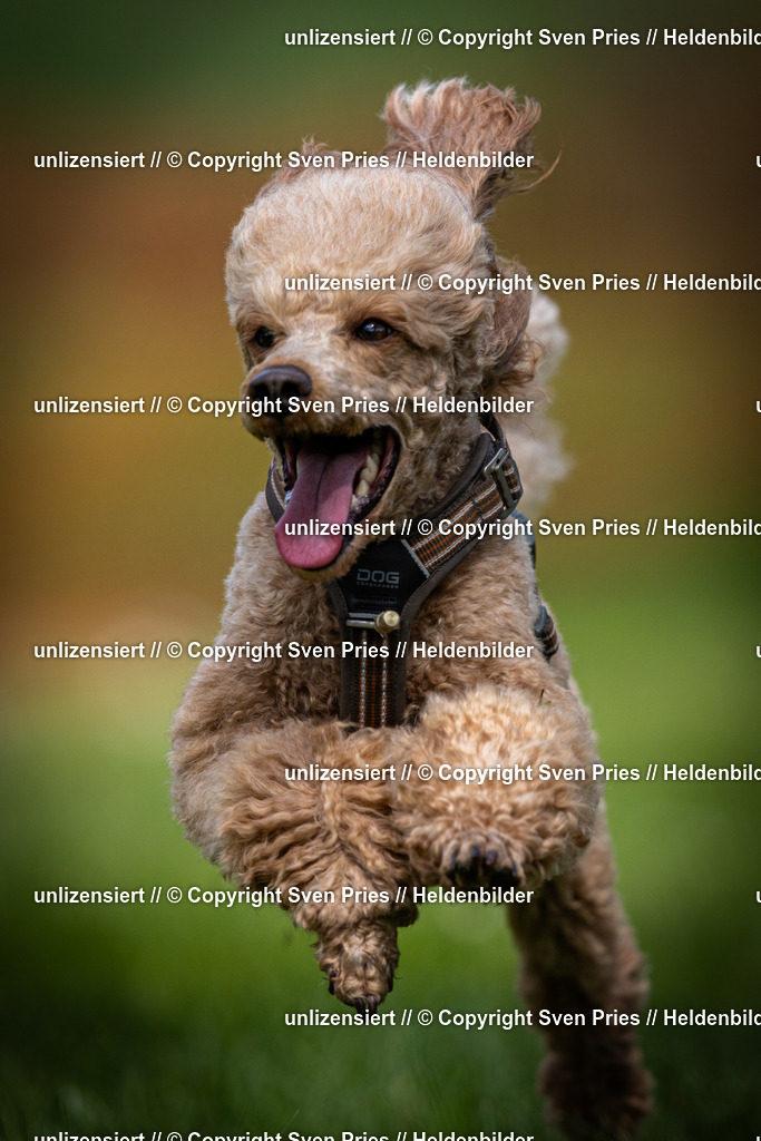 Sven Pries | 2025-04-13 - Hunderennen Baden-Baden - Realisiert mit Pictrs.com