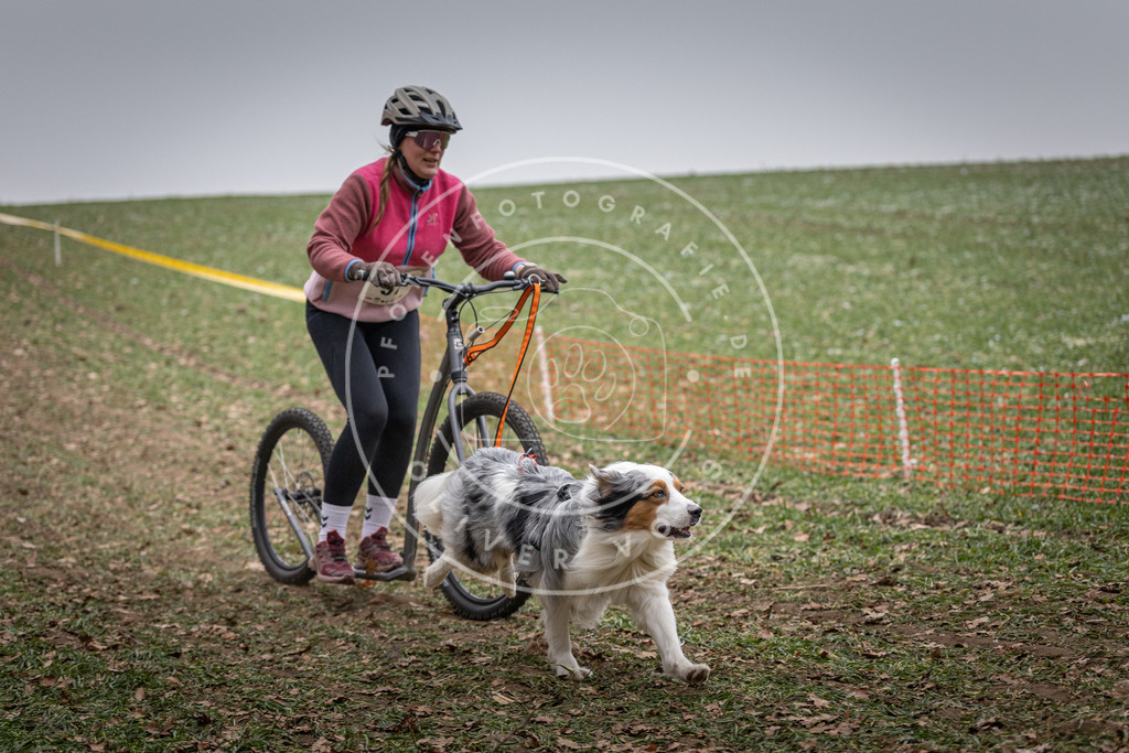 Pfotenfotografie_DV3A1727 | Hundefotografie, Tierfotograf, Pfotenfotografie, Fotoshooting Hund, Hunde Portrait, Hundesport, Hundeportraits, Heideshooting, Hunde, Sportfotograf, Hundefotograf, Turnierhundsport, THS,  - Realisiert mit Pictrs.com