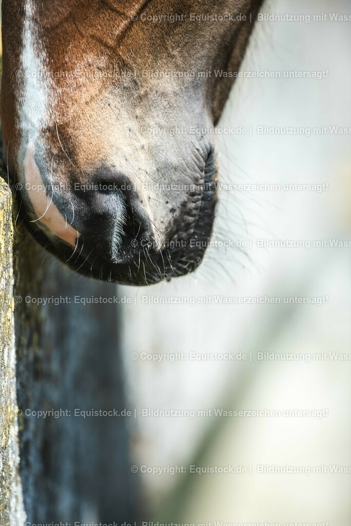 20210617_Fohlen_0261 | Foto: Thomas Hartig
