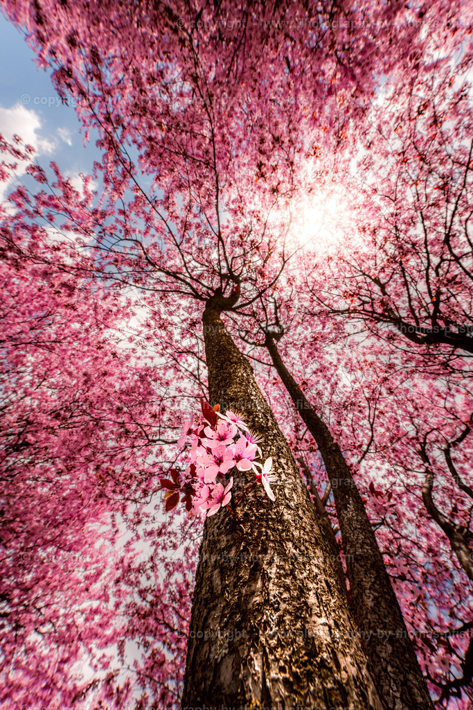 Kirschblüte Zams in Tirol copyright  Thomas Pfister-3 | PHOTOGRAPHY BY THOMAS PFISTER