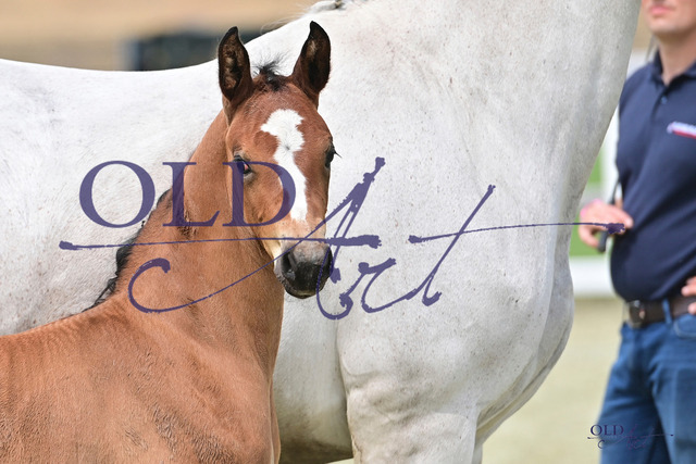 311 DE418180385923 FRE A la Carte NRW - Coupe de Coeur - Grannus DSC_4308 Kopie | <meta name="description" content="★Offizieller Merchandise und Foto-/Videostore des Oldenburger Verbandes.★ ✅Jetzt auch digital Ausdrucke erhältlich." />
<meta name="keywords" content="Merchandise Foto-/Videostore Oldenburger Verband Photographie 