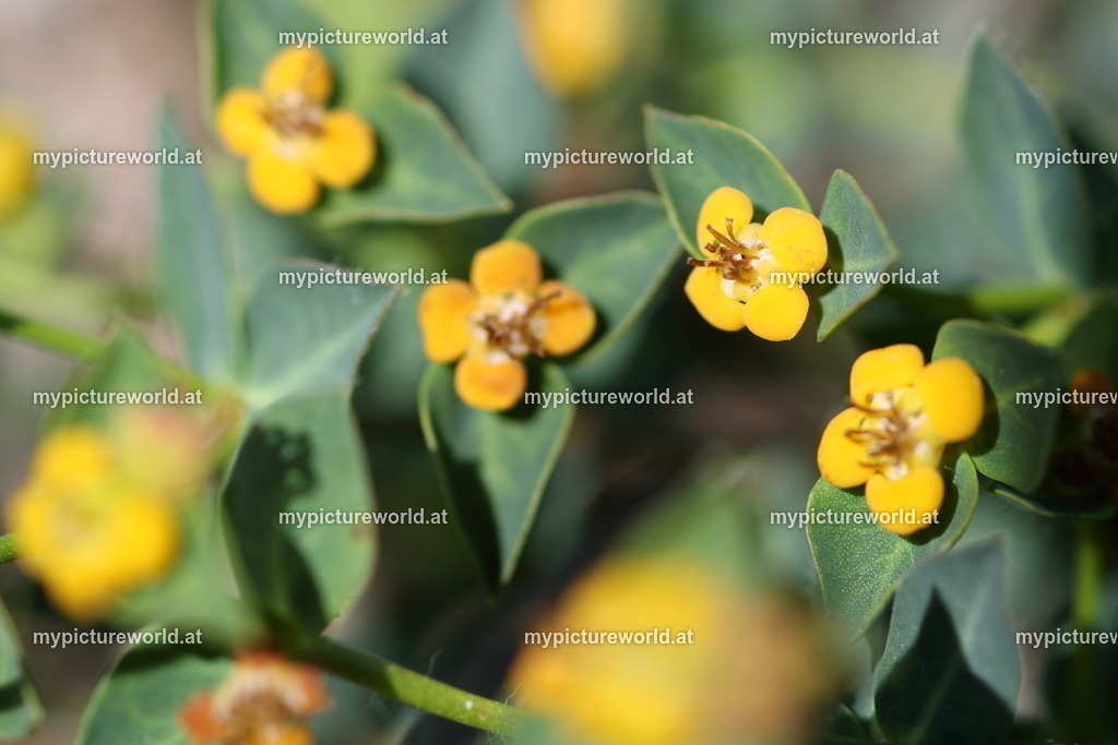 Erdbeer-Wolfsmilch-002 | Das Bilderarchiv über Tiere, Planzen und Landschaften. In der Bilddatenbank finden Sie ein große Auswahl an hochwertigen Bilder für Ihre Werbung - Realisiert mit Pictrs.com