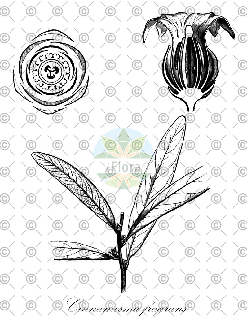 HistAbb_wfo-0000860218_1_ENZY_Simple | Historische Abbildung von Cinnamosma fragrans - Canellaceae | Historical Illustration of Cinnamosma fragrans - Canellaceae