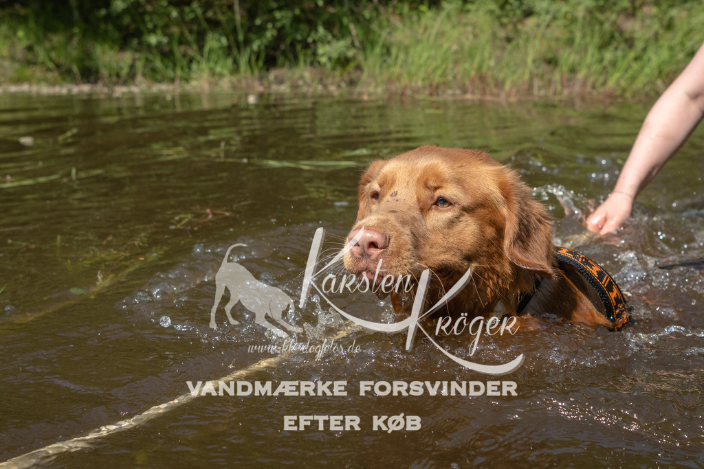 1035DKK991036 | kk-dogfotos