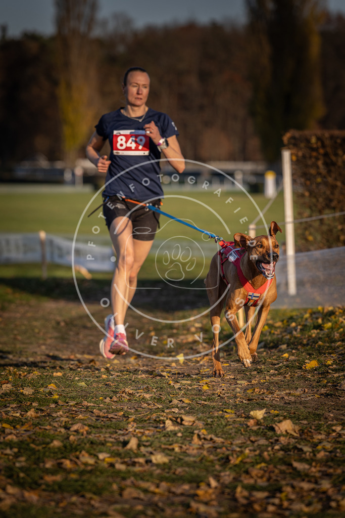 CaniXpix_DV3A3828 | Hundefotografie, Tierfotograf, Pfotenfotografie, Fotoshooting Hund, Hunde Portrait, Hundesport, Hundeportraits, Heideshooting, Hunde, Sportfotograf, Hundefotograf, Turnierhundsport, THS,  - Realisiert mit Pictrs.com