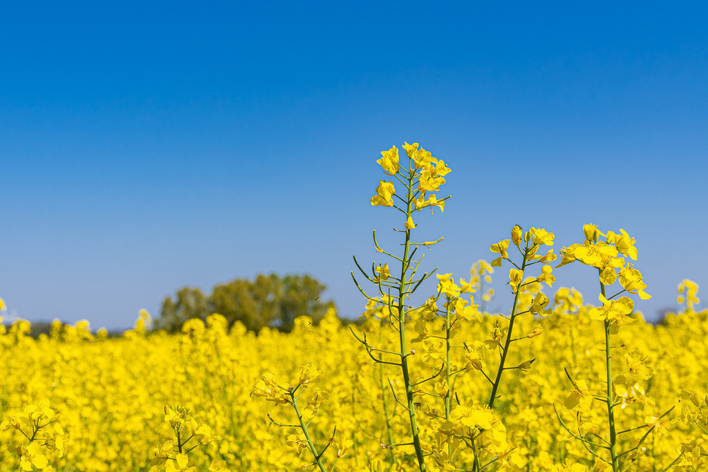 Blühendes Rapsfeld und Bäume bei Parkentin im Frühling | Blühendes Rapsfeld und Bäume bei Parkentin im Frühling.