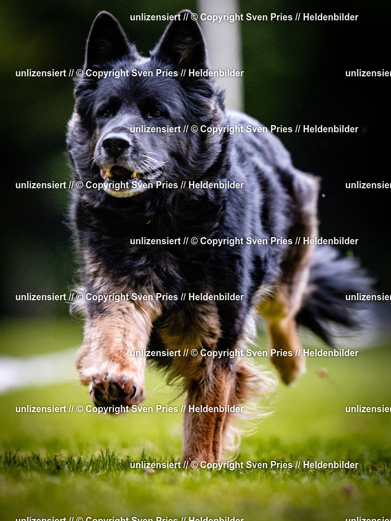 Sven Pries | 2025-10-03 - Hunderennen Obergrombach - Realisiert mit Pictrs.com