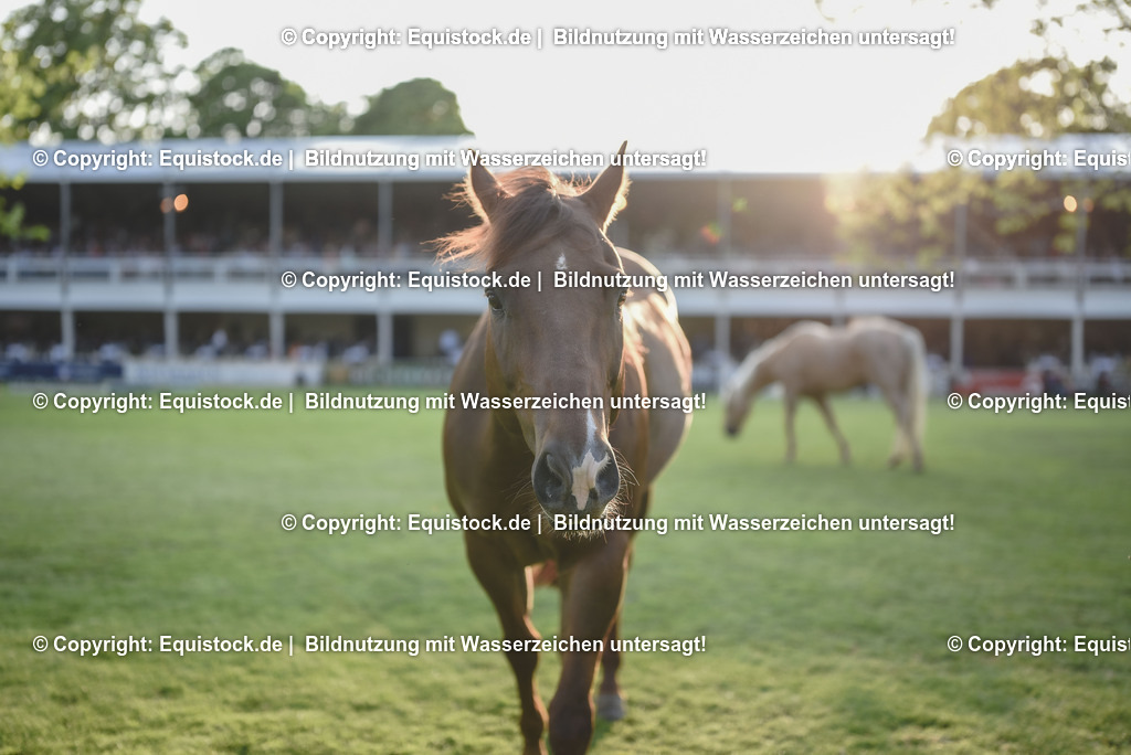 20230526_Impressionen_0339 | equistock