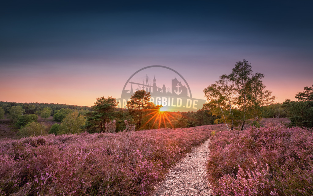 Fischbeker Heide Sunset 3 | Exklusive Hamburg collagen, tolle Segelbilder und viele weitere tolle Motive auf Leinwand, Poster, Alu-Dibond, u.v.m. findet Ihr bei uns auf hamburgbild.de. Findet Euer Wandbild für Euer Zuhause, Büro oder die  Praxis…. - Realisiert mit Pictrs.com