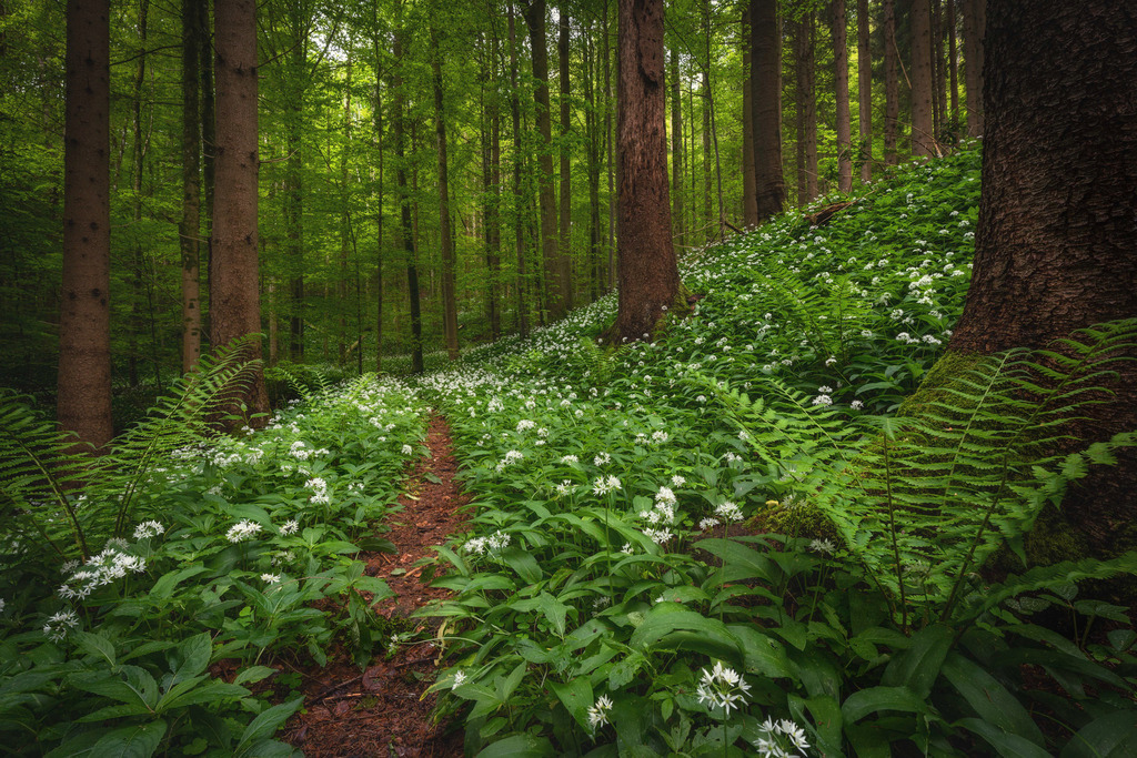 Bärlauchblüte | Mitten im Dschungel Sihlwald - Realisiert mit Pictrs.com