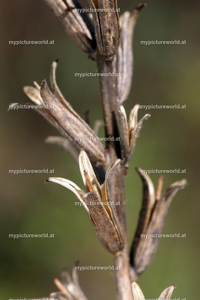 Gemeine Nachtkerze-001 | Das Bilderarchiv über Tiere, Planzen und Landschaften. In der Bilddatenbank finden Sie ein große Auswahl an hochwertigen Bilder für Ihre Werbung - Realisiert mit Pictrs.com