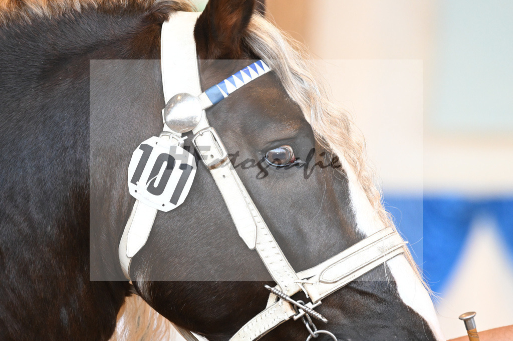 Kat-Nr. 101 Siox_Mayr_53220667 | hf-fotografie - Realisiert mit Pictrs.com