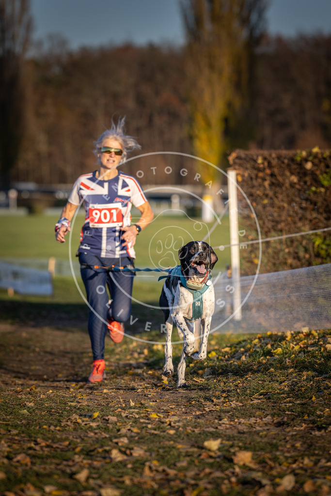 CaniXpix_DV3A4614 | Hundefotografie, Tierfotograf, Pfotenfotografie, Fotoshooting Hund, Hunde Portrait, Hundesport, Hundeportraits, Heideshooting, Hunde, Sportfotograf, Hundefotograf, Turnierhundsport, THS,  - Realisiert mit Pictrs.com