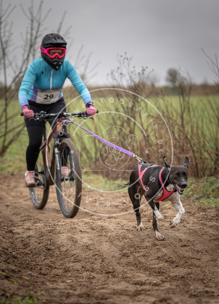 DV3A9087 | Hundefotografie, Tierfotograf, Pfotenfotografie, Fotoshooting Hund, Hunde Portrait, Hundesport, Hundeportraits, Heideshooting, Hunde, Sportfotograf, Hundefotograf, Turnierhundsport, THS,  - Realisiert mit Pictrs.com