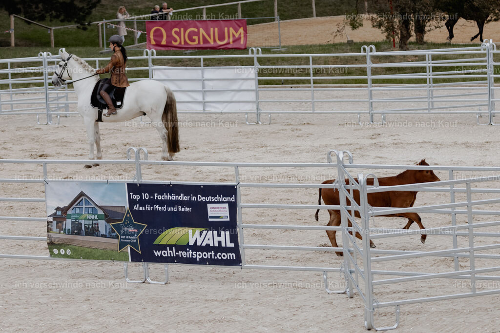 WE__Stoib_Rinder_PI2025_3011 | Pferd International München 2025