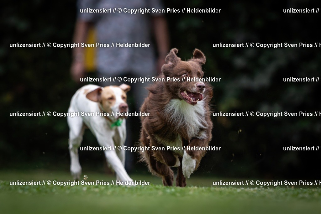 Sven Pries | 19. Allgemeines Hunderennen Karlsruhe Durlach - Realisiert mit Pictrs.com