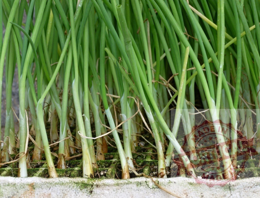 Green onions growing in a healthy garden bed | Scallions thriving, showing fresh green shoots and white bases in cultivation - Realized with Pictrs.com