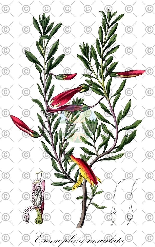 HistAbb_4DV7_1_ENZY_Simple | Historische Abbildung von Eremophila maculata - Scrophulariaceae | Historical Illustration of Eremophila maculata - Scrophulariaceae