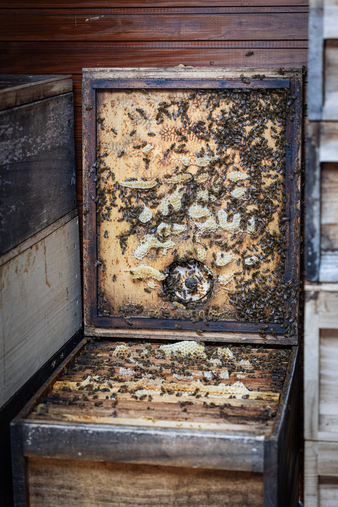 Bienenstock | Ein Bienenstock der Honigbiene.