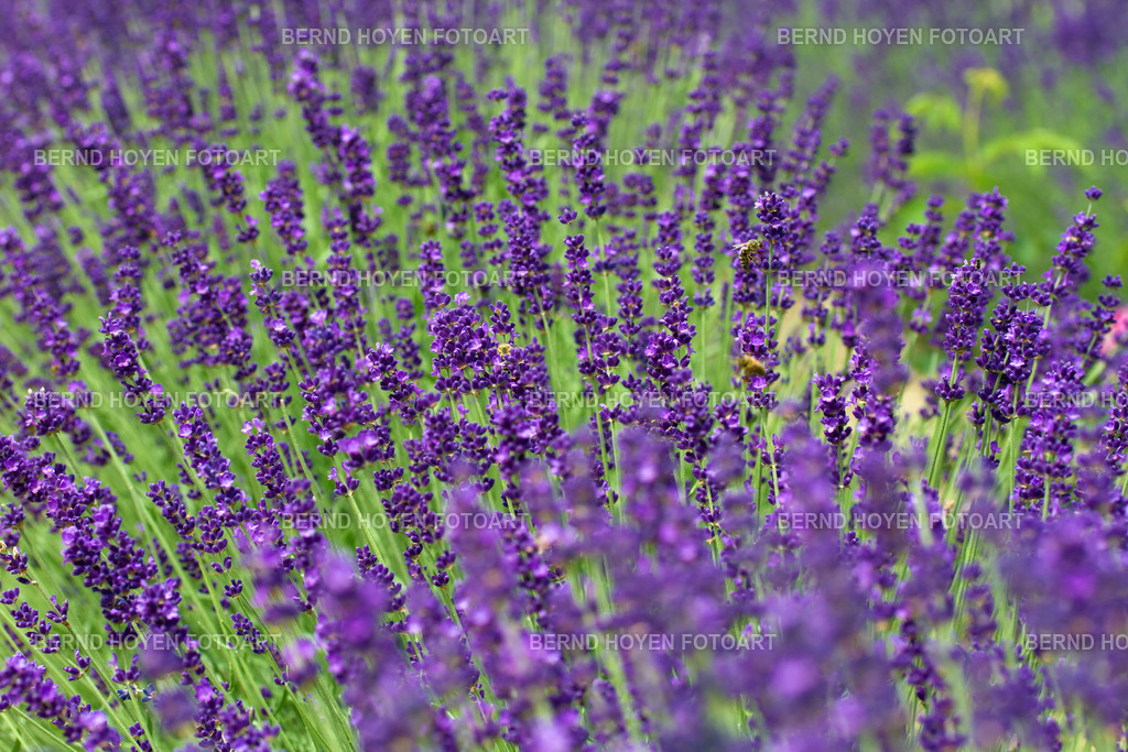 purple dream | Foto eines Lavendelfeldes. Die Aufnahme entstand im Berliner Naherholungsgebiet Tiergarten/Deutschland. | Photo of a lavender field. The photo was taken in the Tiergarten recreation area in Berlin/Germany. - Realisiert mit Pictrs.com