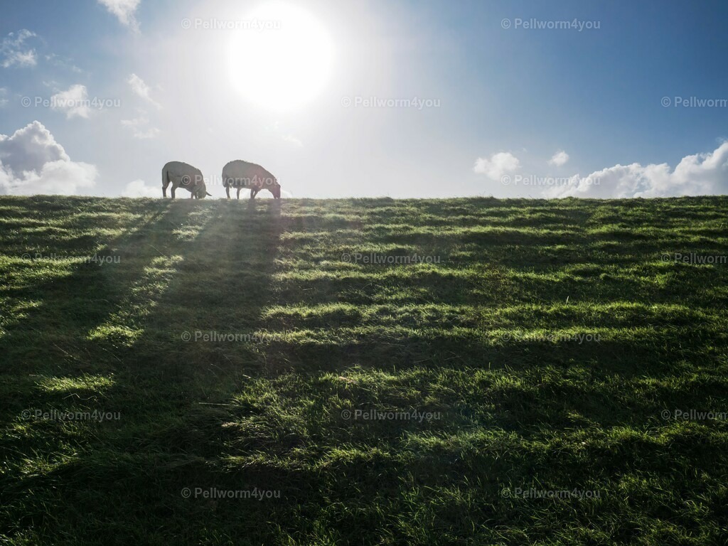 pellworm-kalender-2024-34-denoise-enhance-2x-sharpen | Pellwormer Bilder und Fotos als Poster, auf Leinwand mit Keilrahmen, hinter Acrylglas, auf Alu-Dibond oder Forex-Platte und vieles mehr. Zum verschenken, für die Ferienwohnung oder für zu Hause. - Realisiert mit Pictrs.com