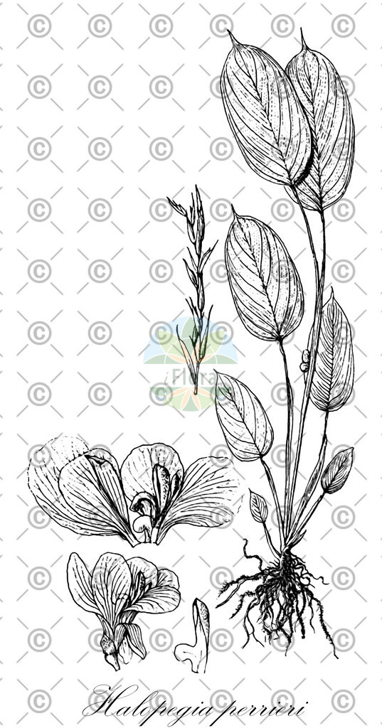 HistAbb_62TQT_1_ENZY_Simple | Historische Abbildung von Halopegia perrieri - Marantaceae | Historical Illustration of Halopegia perrieri - Marantaceae