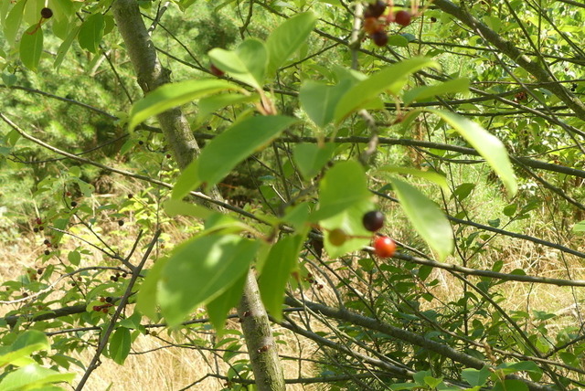 Schwarze Heckenkirsche | Verkauf von Fotos und  Videoclips zumThema Natur.Motive sind Pflanzen, Tiere, Landschaftenund Wetter - Realisiert mit Pictrs.com