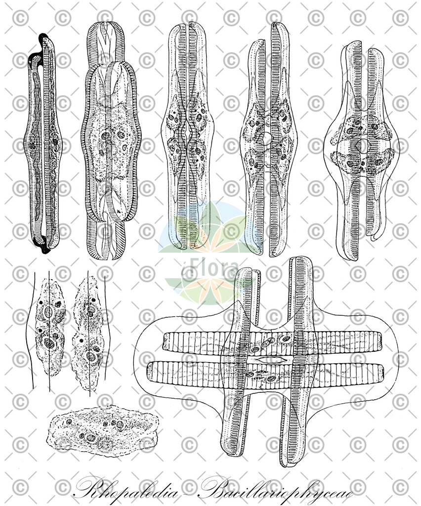 HistAbb_wfo-0000296514_2_ENZY_Simple | Historische Abbildung von Rhopalodia - Bacillariophyceae - | Historical Illustration of Rhopalodia - Bacillariophyceae - 