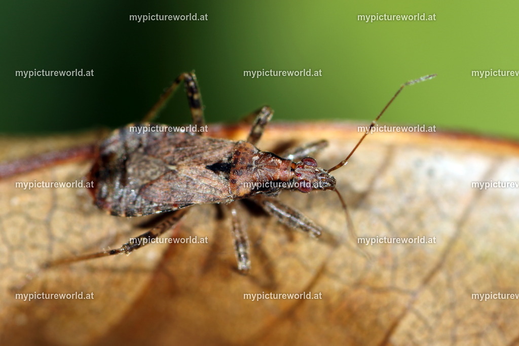 Himacerus mirmicoides-014 | Das Bilderarchiv über Tiere, Planzen und Landschaften. In der Bilddatenbank finden Sie ein große Auswahl an hochwertigen Bilder für Ihre Werbung - Realized with Pictrs.com