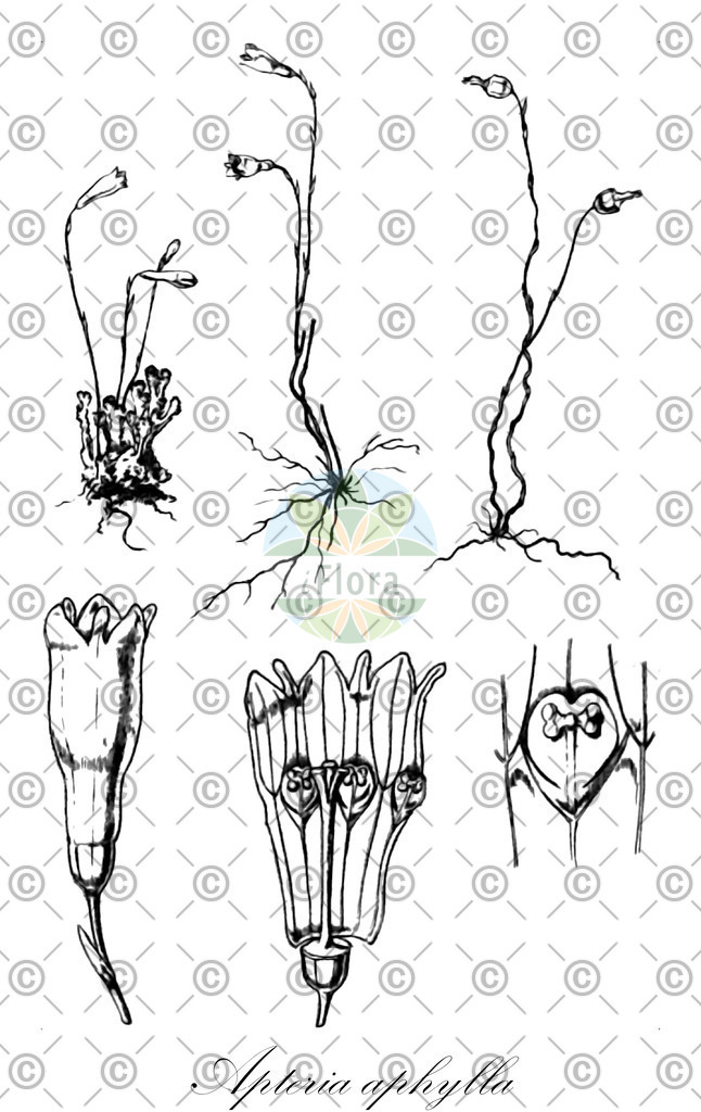 HistAbb_wfo-0000541025_1_ENZY_Simple | Historische Abbildung von Apteria aphylla - Burmanniaceae | Historical Illustration of Apteria aphylla - Burmanniaceae